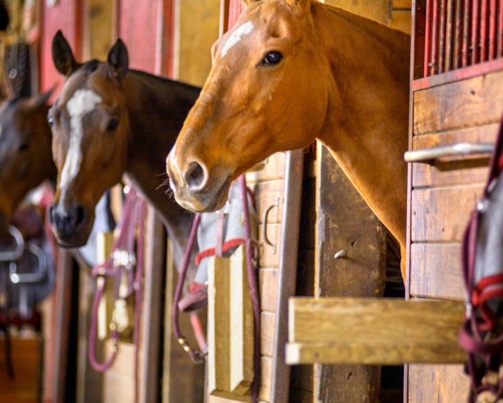horses stand with their heads poking out of their stalls