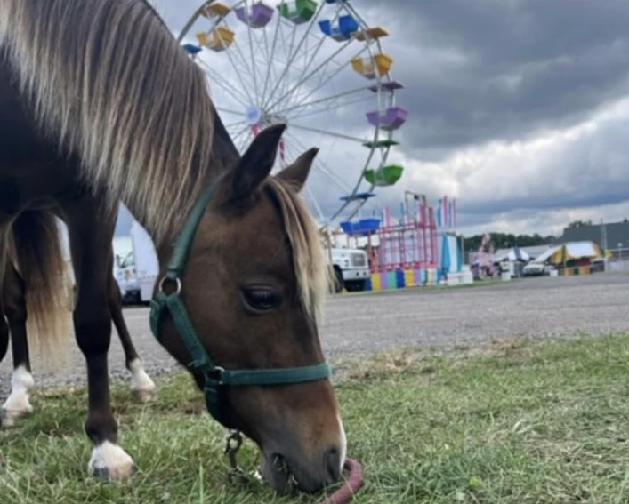horse with ferris wheel