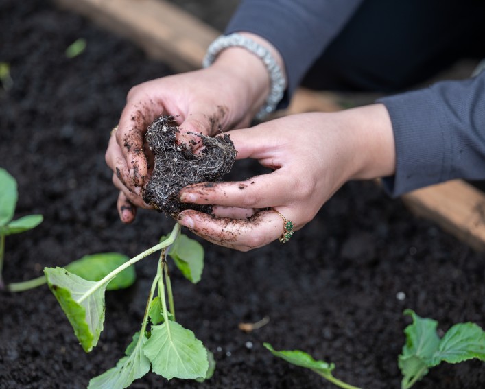 Planting vegetables in a garden.