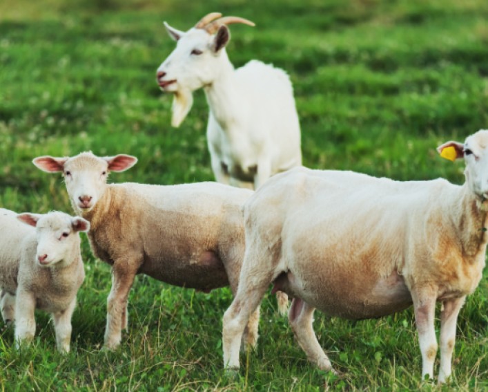 Sheep and goats in a field