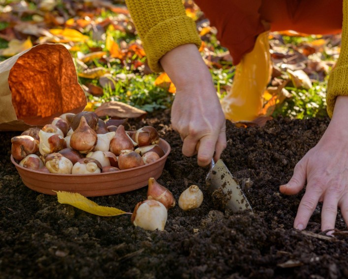 Planting bulbs during the fall.