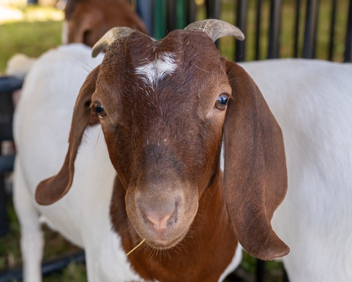 4-H Animal Showcase