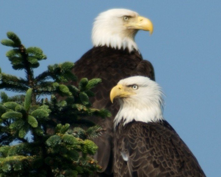A pair of bald eagles sitting at the top of a tree, one is looking to the left, and the other to the right.