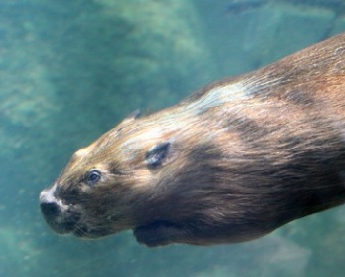 A beaver swimming underwater.