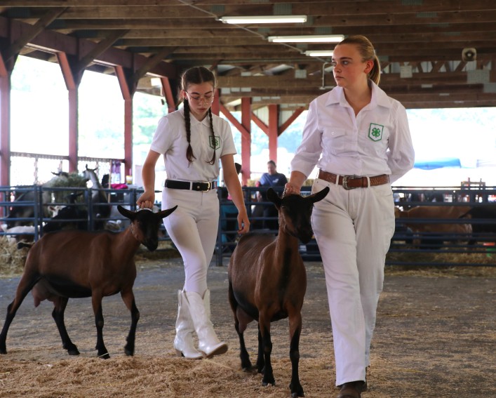 Two 4-H'ers, dressed in white 4-H uniforms with green clover patches, lead goats during the Master Showmanship portion of the Ulster County Fair.