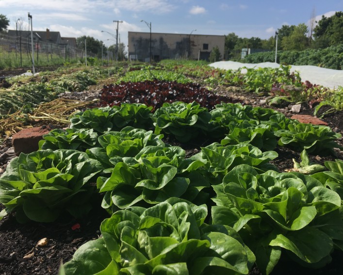 A ground level view of lettuce growing on an urban farm.