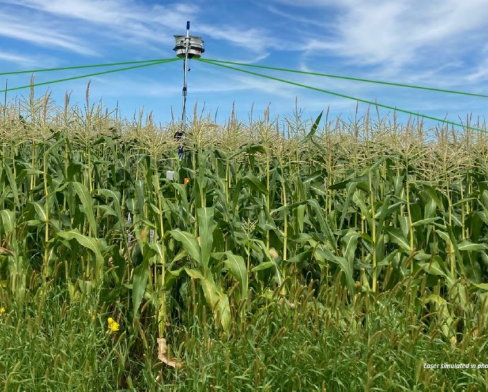 A laser scarecrow mounted on a tall pole extends above a field of sweet corn against a blue cloudy sky. Green laser beams are simulated.
