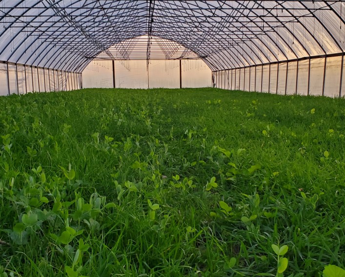 Ground level view, looking the length of a high tunnel, with a cover crop growing in it.