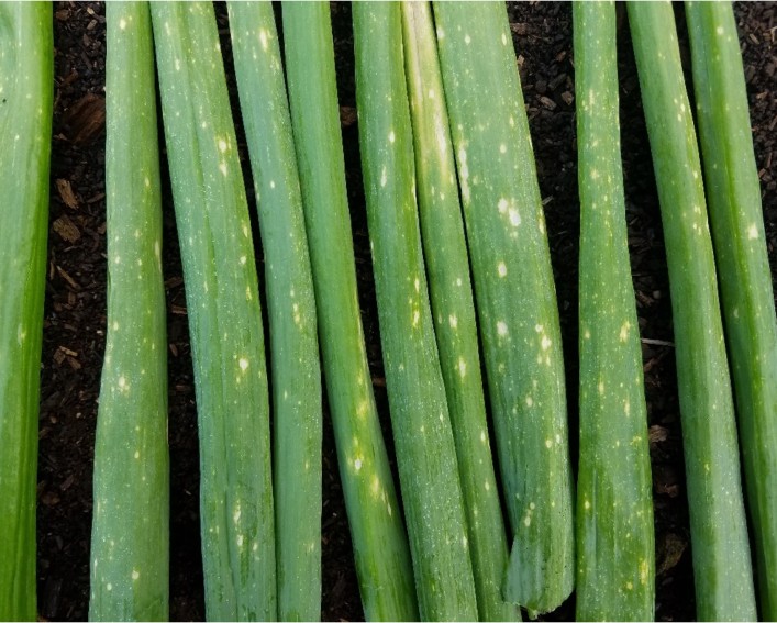 Eleven onion leaves laying next to each other on dark muck soil. Each leaf has spots on it of varying sizes. They are Botrytis leaf blight necrotic spots.