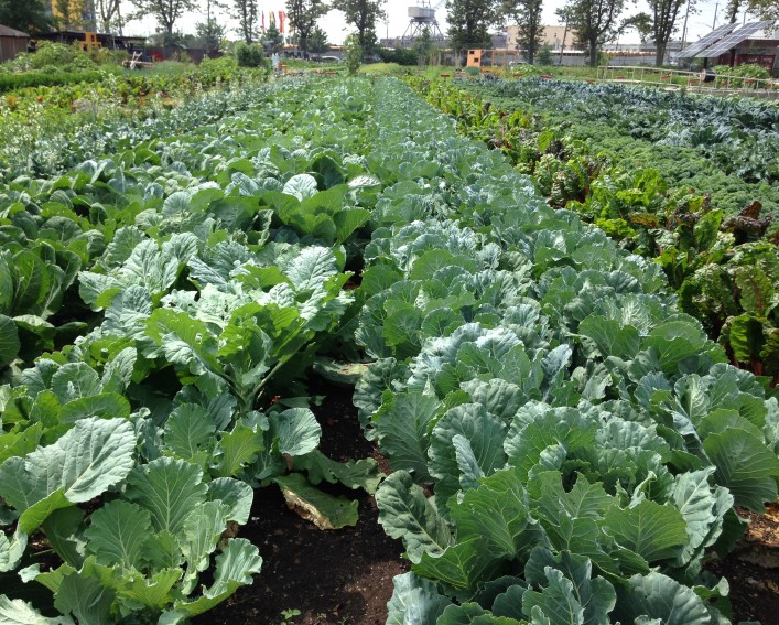 Several densely planted rows of lush green collard plants, bounded on either side by rows of other leafy vegetable crops, stretching into the distance on a large urban farm, with some trees and buildings in the background.