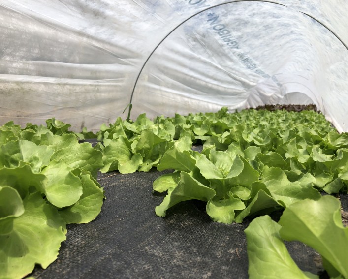 Inside look at lettuce plants growing on black plastic mulch under row cover.