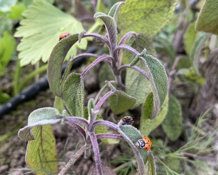 Several lady beetles crawling on leaves.