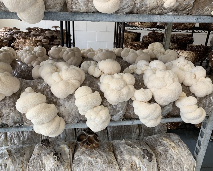 Indoor grow room showing blocks of white mushrooms on racks. 