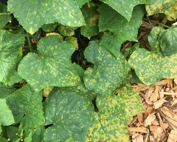 View from above of cucumber leaves, green with small angular yellow patches, creating a green-and-yellow checkerboard appearance.