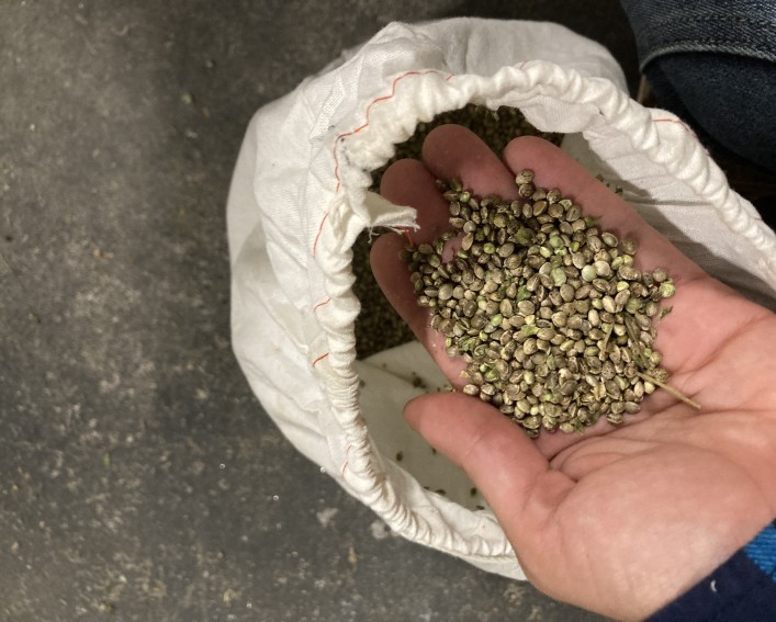 A hand holding hemp grain over a small white sack.