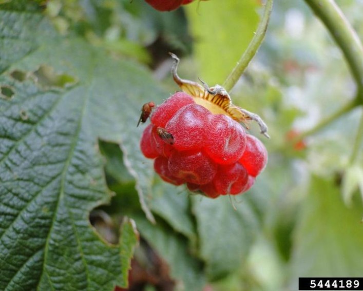 A red raspberry with two spotted wing drosophila fruit flies on it.