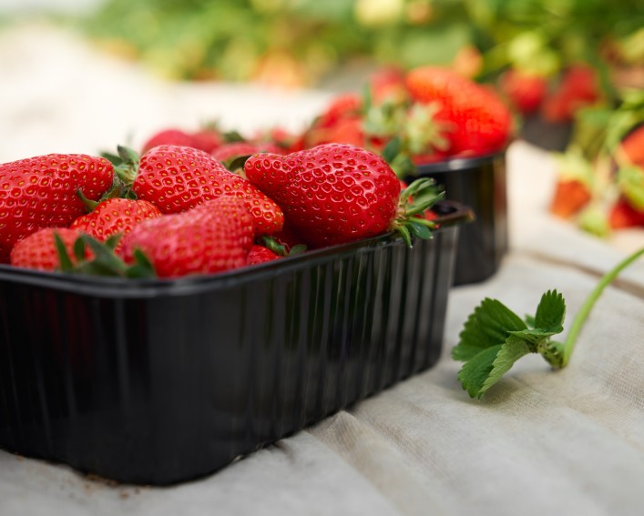 Black plastic container of freshly harvested strawberries.