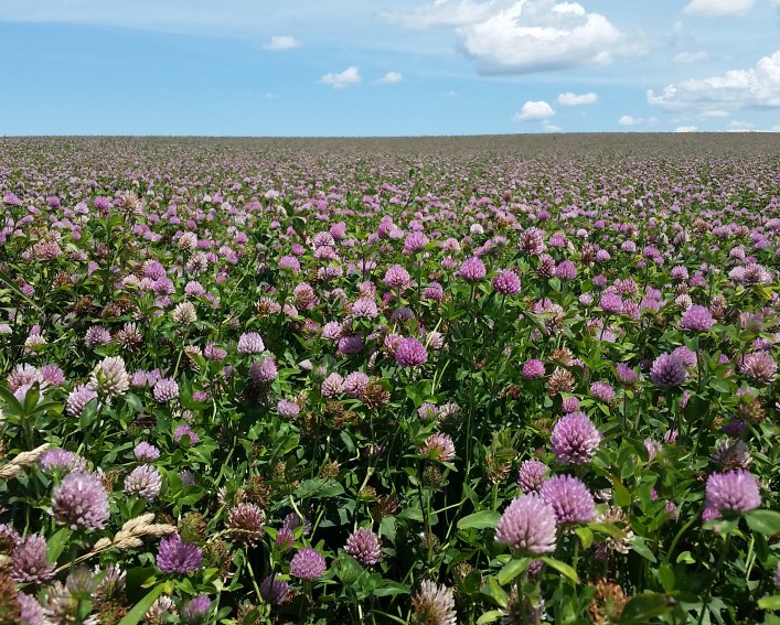 Large field of blossoming clover cover crop.