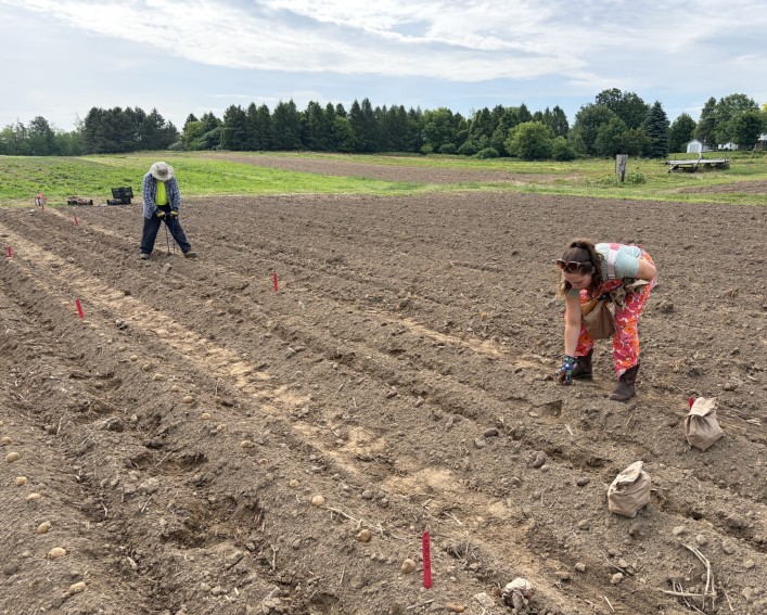 Potato seed is laid out on rows in field while a man in the background uses a tool to make holes in the soil and a woman in the foreground places the seeds into the ground.