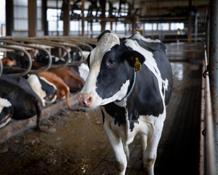 A cow walking towards the photographer in a dairy barn with other cows.