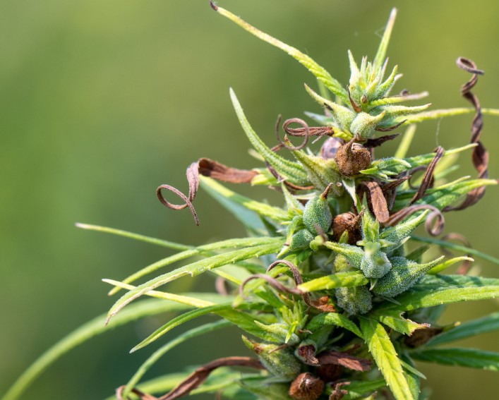Close up of the flower of a Cannabis sativa plant against a blurry light green background.