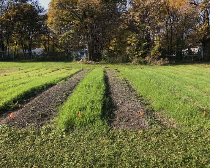Field with four plots marked with flags where demonstration trial takes place.