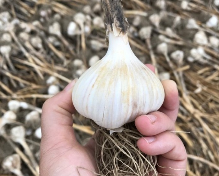 Someone holding a bulb of garlic.