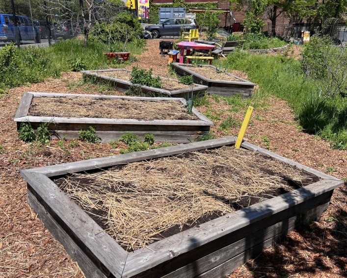 Four raised beds of soil in a large garden, showing brown straw spread across the soil surface. Urban buildings are in the background.