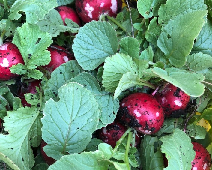 Widespread and significant damage to harvested radishes, visible as white patches chewed through the radishes' red-pink outer layer.