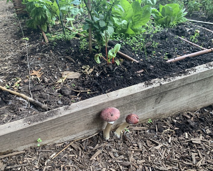 Two wine cap mushrooms growing outside of a planting bed containing vegetables. They are growing on mulch.