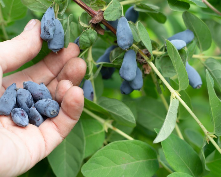 A hand picking haskap berries. A few are in the hand.