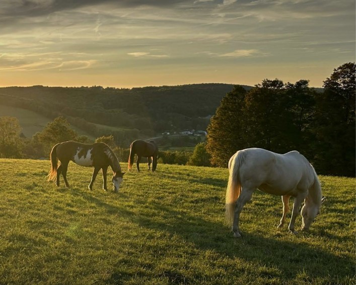 horses standing in a field