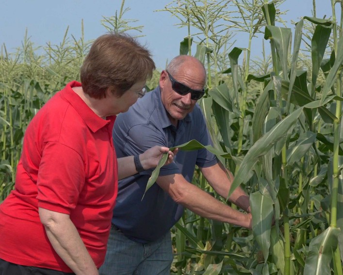 Two people in a sweet corn field looking at the crop.