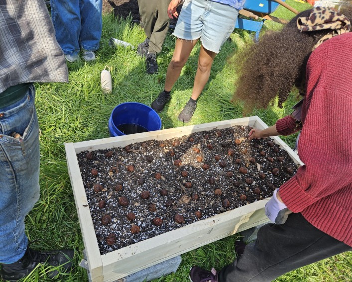 Youth planting nuts in an air prune raised bed.