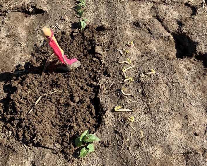 Seed emergence evaluation showing a trowel in a shallow hole with several small emerging snap bean plants laying next to the hole.