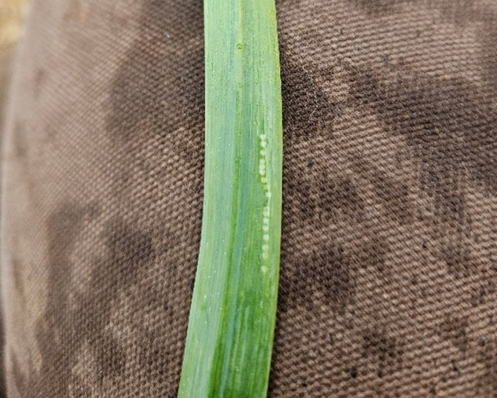 Close-up of 8-inch section of leaf tip of a garlic leaf that has about 2-dozen half-centimeter whitish spots in a vertical line along the leaf edge.