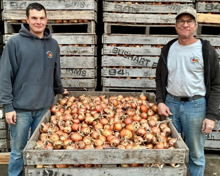 Two men on each side of a wooden box that is holding 1000 pounds of large freshly harvested onion bulbs. In the background are stacks of these boxes full of onions.
