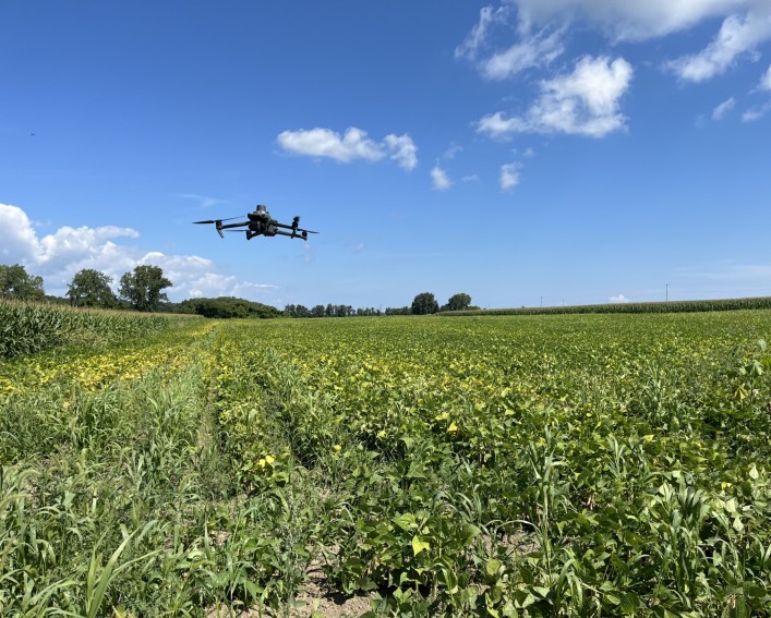 A drone can be seen in the air at the edge of a field with a dry bean field in the background.