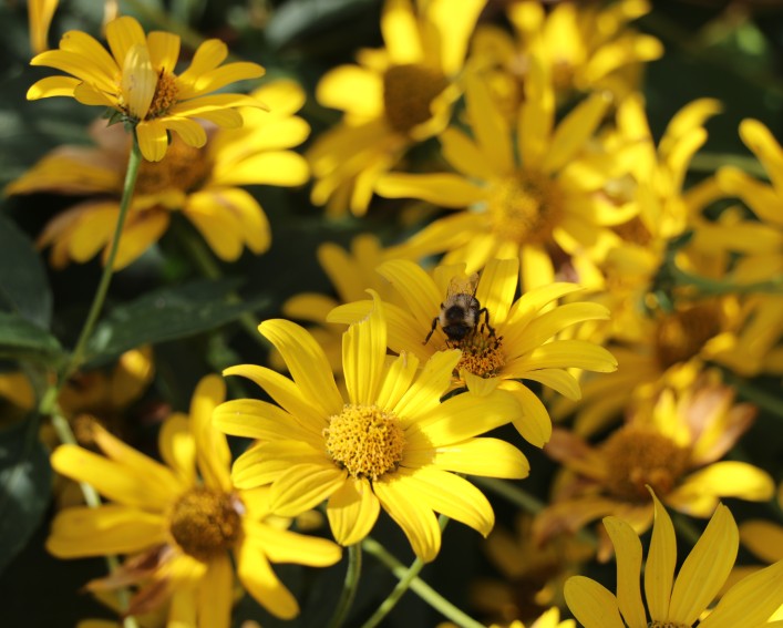 A small bee sits on a yellow flower.