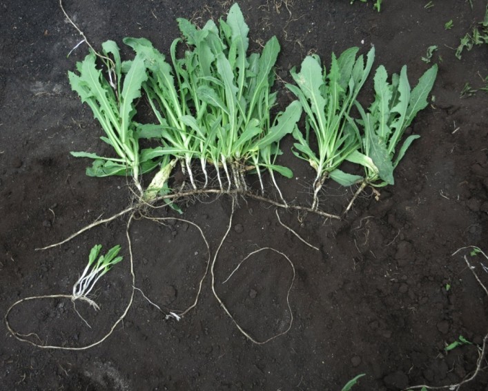 A perennial sowthistle plant laying on dark muck soil. Shoots are emerging from buds with secondary rhizome branches.