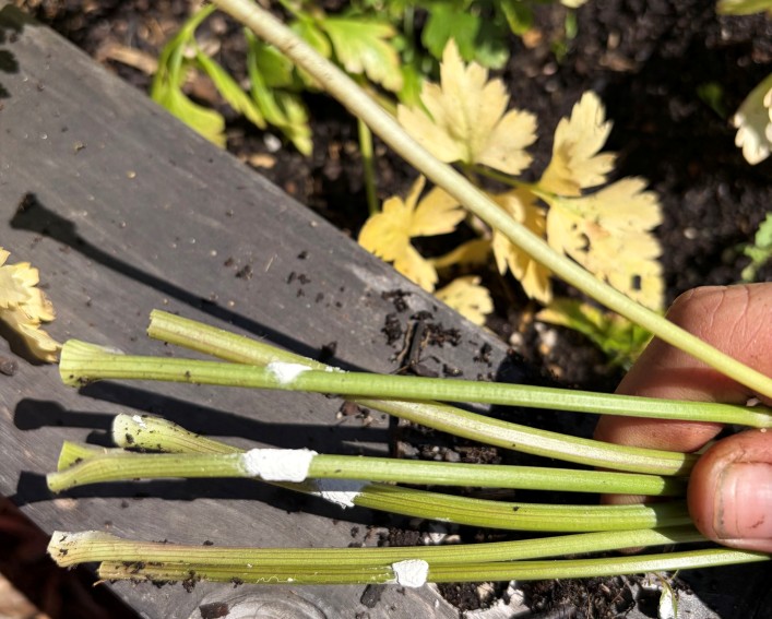 Fuzzy white growth on lower stems of yellowing parsley plants held in a farmer’s hand, with pale and yellowing parsley leaves visible in the background.