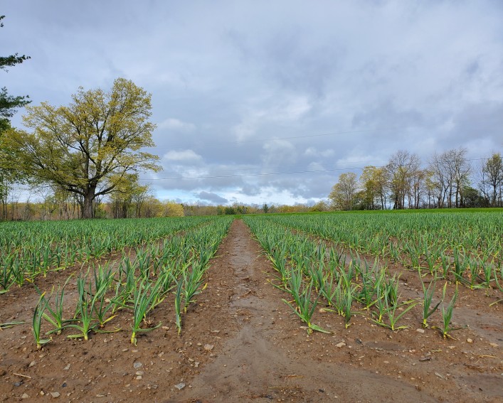 A field of garlic plants. The soil is wet and the sky is gray and cloudy.