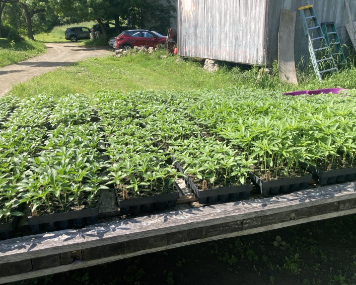 An outdoor wooden bench table holding many flats of cannabis seedlings. Some varieties are taller than others.