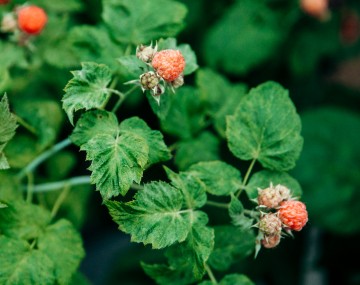 Close up photo of a plant.