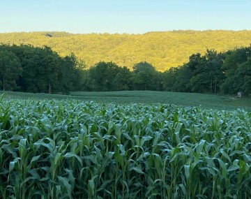 corn growing in front of a wooded hillside