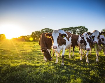 dairy cows in field