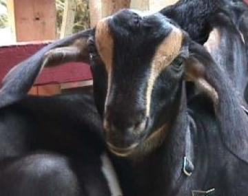 dairy goat face