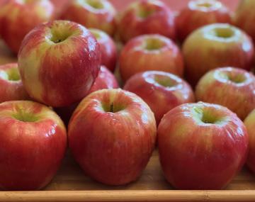 A tray of large red apples