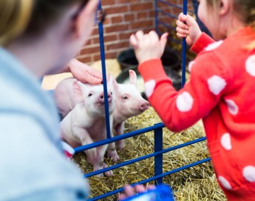 Children look at a pig on a farm