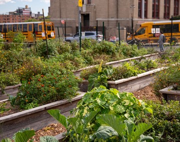 Garden plots located in New York City.